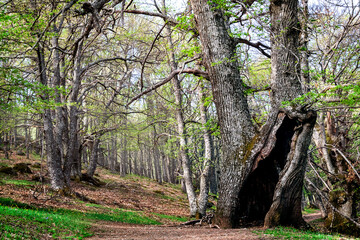 El Castañar del Tiemblo