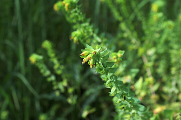 natural flower photos growing in rural areas