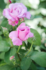 Two vibrant pink roses are in full bloom amidst lush green foliage in a garden setting
