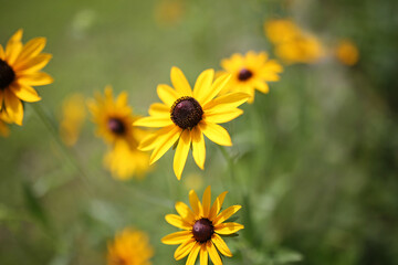 Close up on Garden of Black Eyed Susan Flowers, Rudbeckia hirta