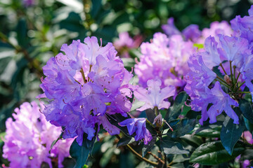 Lush purple Rhododendron flowers are in full bloom in a garden, adding vibrant color to the landscape