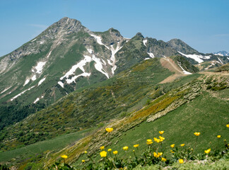 Fototapeta premium A landscape with green meadows and blooming flowers in the spring in the mountains.