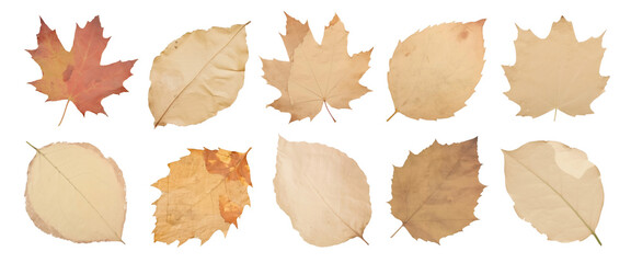 Vintage leaf ripped paper png cut out element set