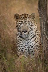 A beautiful male leopard standing in the dry grass looking into the camera, Greater Kruger.