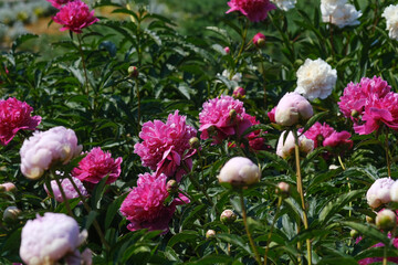 Obraz premium A cluster of pink and white peonies flowers blooming in a lush field under the sunlight