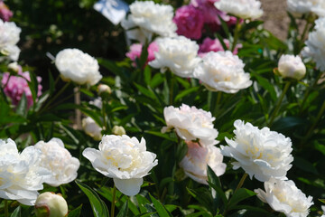Various white and pink peony flowers blooming together in a garden