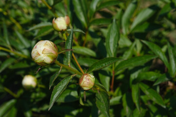 A collection of peony bulb flowers bloom abundantly on the branches of a tree in full bloom