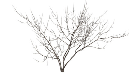 a dead tree that only has its trunk and branches left