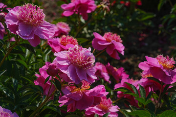 A cluster of pink peony flowers blooming vibrantly in a garden setting