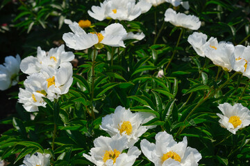 Cluster of white peony flowers with vibrant yellow centers displayed together