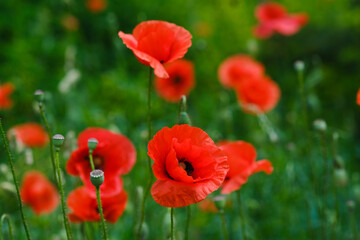 Field of blooming poppies flowers