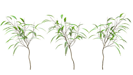Fototapeta premium a sprig of tree