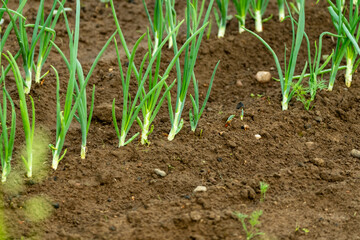 Green Onion Sprouts Growing in Garden Soil