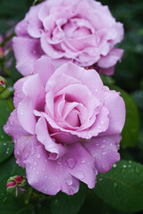 Two pink roses covered in water droplets
