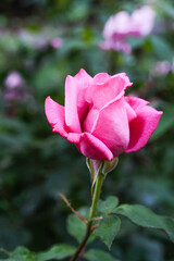 A pink rose is blooming beautifully in a garden filled with greenery and sunlight