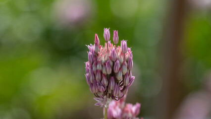 Close-Up of Pink Allium Buds
