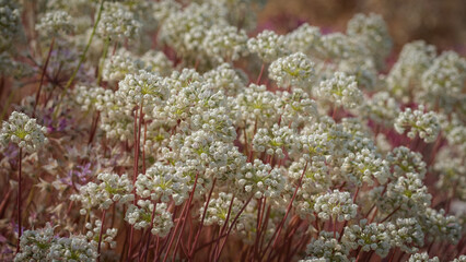 Field of Blooming White Allium Flowers