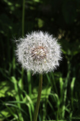 Vertical photo of a white dandelion in the grass.