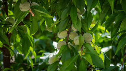 Unripe Peaches on Tree Branches