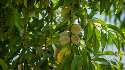 Ripening Peaches on Tree in Orchard