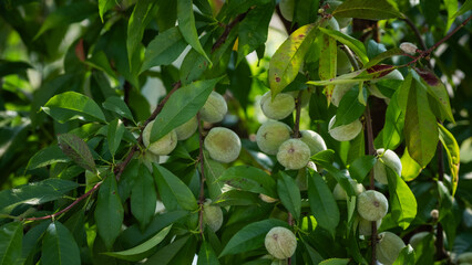Green Peaches Growing on Tree Branches