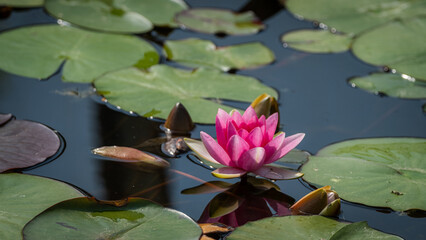 Bright Pink Water Lily Blooming in Pond