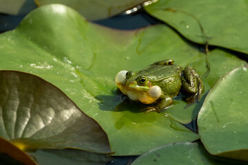 Frog on Lily Pad with Inflated Vocal Sacs