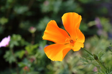 California poppy (Eschscholzia californica) a beautiful orange flower 
