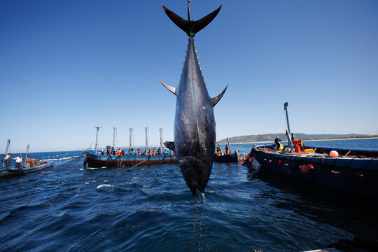 At&uacute;n rojo salvaje de Almadraba de Barbate 