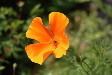 California poppy (Eschscholzia californica) a beautiful orange flower 