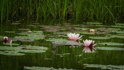 Pink Water Lilies on Tranquil Pond