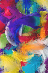 Colorful feather background.