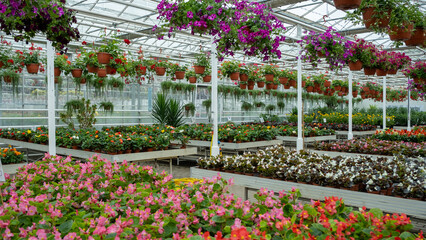 Colorful Flower Display in Greenhouse Nursery