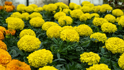 Yellow Marigolds Blooming in Greenhouse