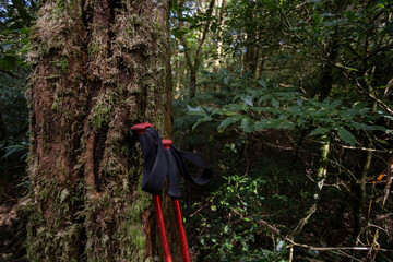 Bastões de caminhada, trilha na natureza, encostando tronco de uma árvore 