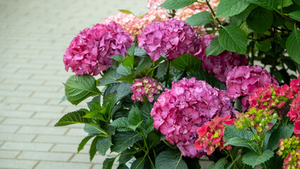 Pink and Purple Hydrangeas in Full Bloom