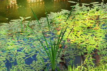 The surface of the water is covered with different leaves.