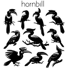 set of hornbill © Koko