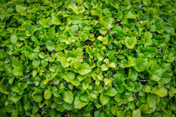 Empty green leaves field for environment or energy  background.Natural garden concept, leaves pattern  textured, seamless wallpaper, nature wall, space for work, banner, advertise, slide, copy space.