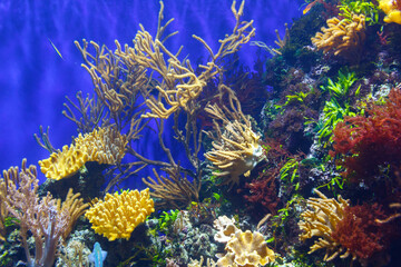 Beautiful, colorful coral reefs and sea sponges.