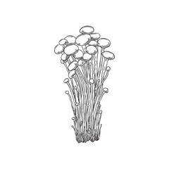 Bunch of enoki mushrooms in sketch style.