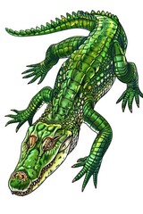 Obraz premium A single green alligator sitting on a white background, ready for use in various designs and projects