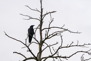 silhouette of a bird