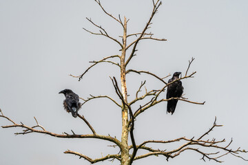 two ravens in the branches of a dead tree