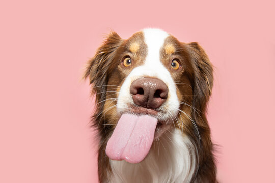 Funny hungry Australian shepherd puppy dog eating and licking its lips with tongue. Isolated on pink astel background
