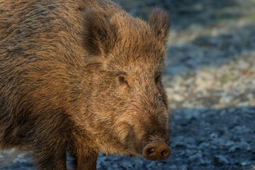 Closeup of a wild boar
