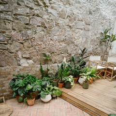 indoor green plants in pots with stone wall. bright studio with sunlight