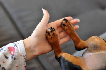 filhote de duchshund fofo 