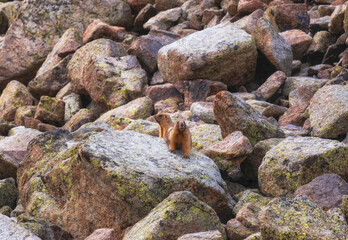 A fluffy and curious pair of marmots live among the rocks high in the mountains of Kazakhstan. This is the Gray, or Altai-Tienshan, marmot