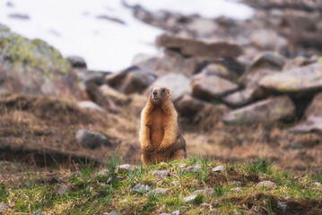Portrait of a fluffy and curious marmot against the background of its habitat, among the rocks high in the mountains of Kazakhstan. This is a gray, or Altai-Tien Shan, marmot.
